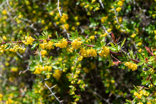 Planta de berberis vulgaris, agracejo, con flores en primavera