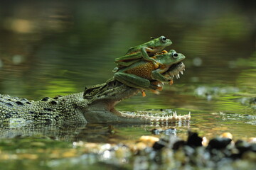 crocodiles, frogs, a crocodile with its mouth open, and two cute frogs above its mouth