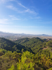 Fototapeta premium Forest basking in the sunlight