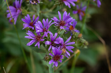 Blooming Aster Is Bright Purple In Early Morning Shade