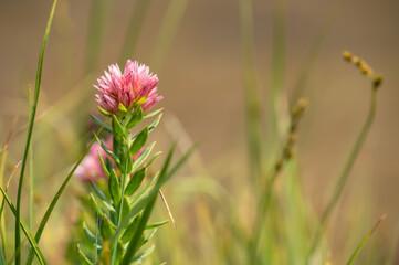 Bloom of Rose Crown Sits Low In The Grass