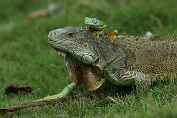 Fototapeta premium iguana, frog, an iguana and a cute frog on top of his head