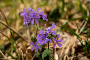 Blooms of Wild Blue Phlox In Mammoth Cave