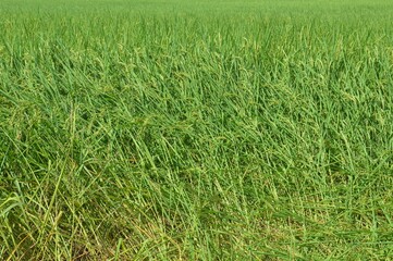 green rice field in  countryside