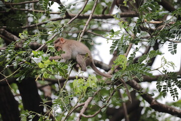 Obraz premium Baby monkey playing in tree branches