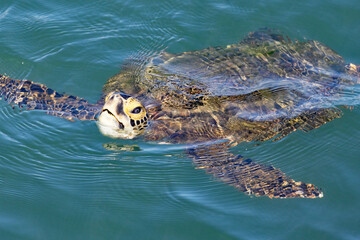 A green sea turtle swimming on top of the water as it catches it's breath
