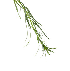One sprig of fresh tarragon on white background