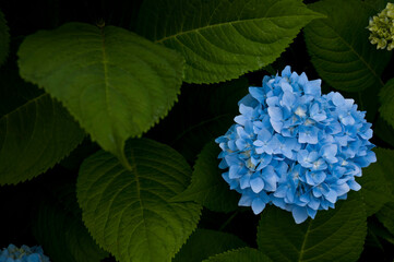Closeup of blue hydrangea isolated with morning dew