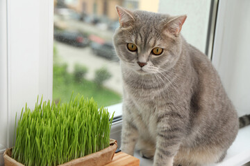 Cute cat near fresh green grass on windowsill indoors