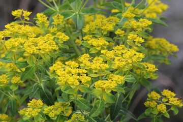 Yellow flowers on a euphorbia plant in a garden