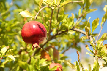 Pomegranate tree with ripening fruit outdoors on sunny day. Space for text