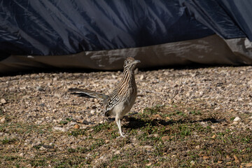 Roadrunner Stands In Three Quarter Profile