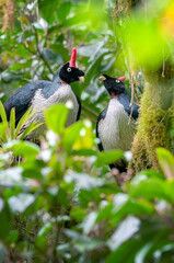 Horned guan, A very rare bird in the cloud forest of Mexico and Guatemala. The 