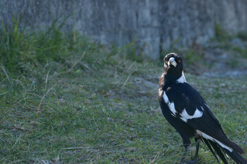 beautiful Magpie in afternoon sun