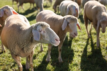 Obraz premium Cute sheep grazing outdoors on sunny day. Farm animals