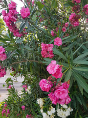 Oleander in the urban landscape