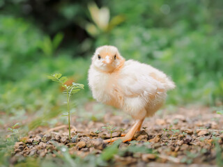 A chicken baby in the garden