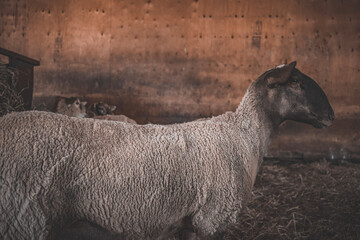Sheep in a barn