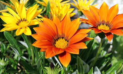 Orange and yellow flowers on gazania plants in a garden