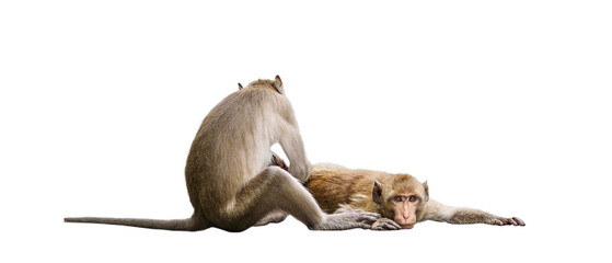 Couple monkeys or macaca take care of their lover closeup. It scratch your back, cleans, looks...