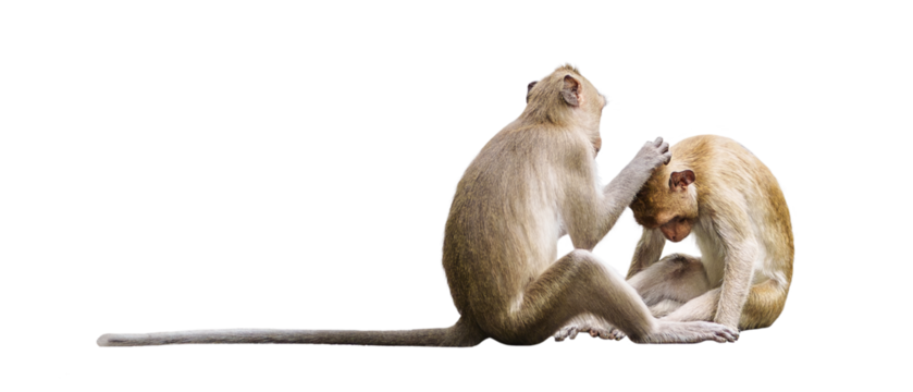 Couple monkeys or macaca take care of their lover closeup. It scratches head, cleans, looks warm, cute, enjoy, funny, in love and happy. Isolated on white background with clipping path, transparent