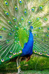 Obraz premium 孔雀 カルガリー動物園 