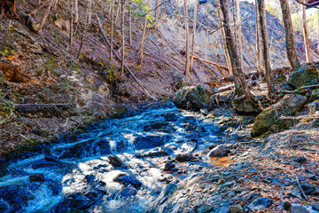 stream in the forest
