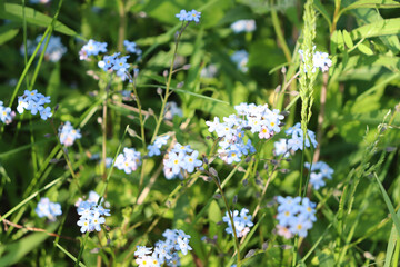 forget me not