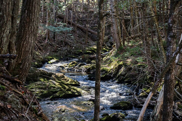 river in the forest