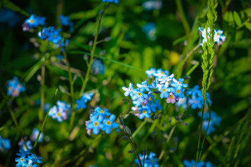 forget me not