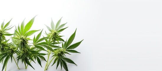 White medical marijuana buds
