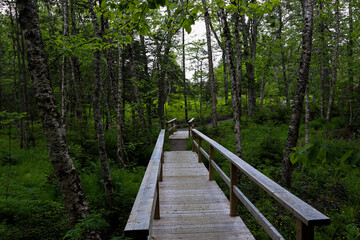 boardwalk in the forest