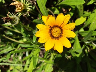 yellow flower