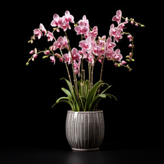 Orchid Studio Shot Isolated on Clear Background, Generative AI