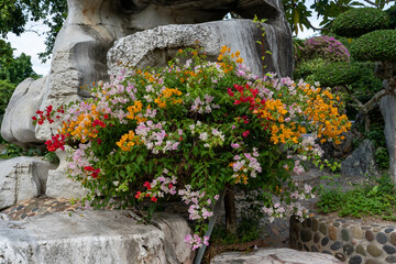 Multicolored bougainvillea flowers growing against a background of a large rock in an urban garden at a tropical resort.