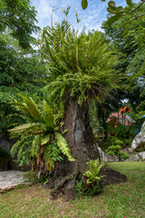 A cut tree trunk with other plants growing on it stands on the lawn of a city park at a tropical resort. A blue sky with white clouds shines through the treetops.