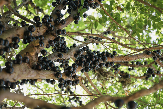 jabuticaba fruit on a branch