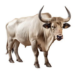 cow isolated on white