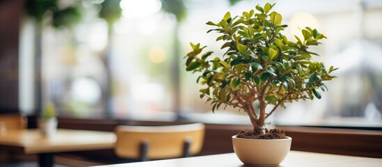 Cafe decoration with potted tree