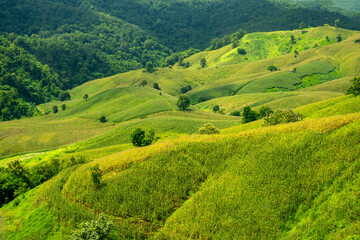 Fototapeta na wymiar Green Terraces rice field, a beautiful natural beauty on mountain in Nan,Khun Nan Rice Terraces, Boklua Nan Province, north Thailand.