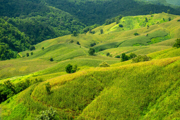 Green Terraces rice field, a beautiful natural beauty on mountain in Nan,Khun Nan Rice Terraces, Boklua Nan Province, north Thailand.