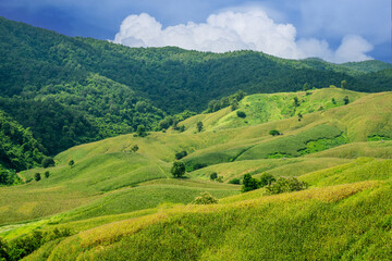 Obraz premium Green Terraces rice field, a beautiful natural beauty on mountain in Nan,Khun Nan Rice Terraces, Boklua Nan Province, north Thailand.