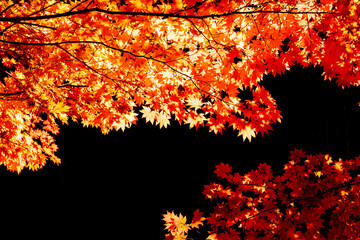 autumn maple leaves