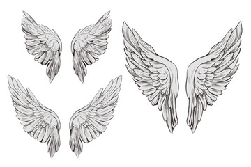set of wings isolated, vector file
