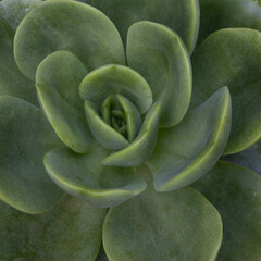 close up of a green succulent plant 