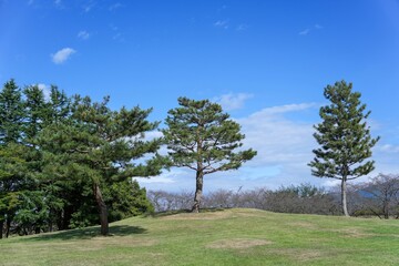 Fototapeta na wymiar 青空バックに見る特徴的な形の三本松のある広い芝生公園の情景