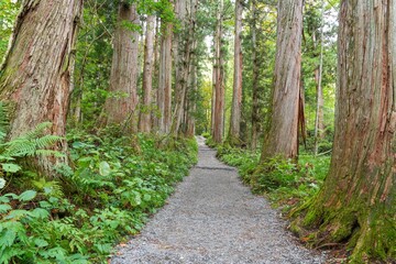 大きな杉並木に囲まれた静かな神社の参道の情景