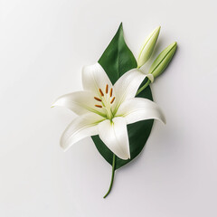 Obraz premium White Lilies flowers isolated on a white background, Wall decoration photos, Generative AI. 