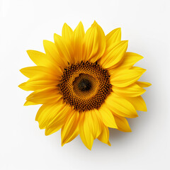 Fototapeta premium Sunflower and leaves isolated on a white background, Yellow summer flower, Generative AI.