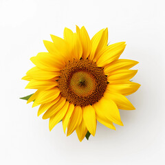Fototapeta premium Sunflower and leaves isolated on a white background, Yellow summer flower, Generative AI.